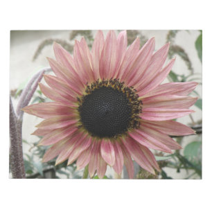 Pellrosa Sonnenblume Notizblock