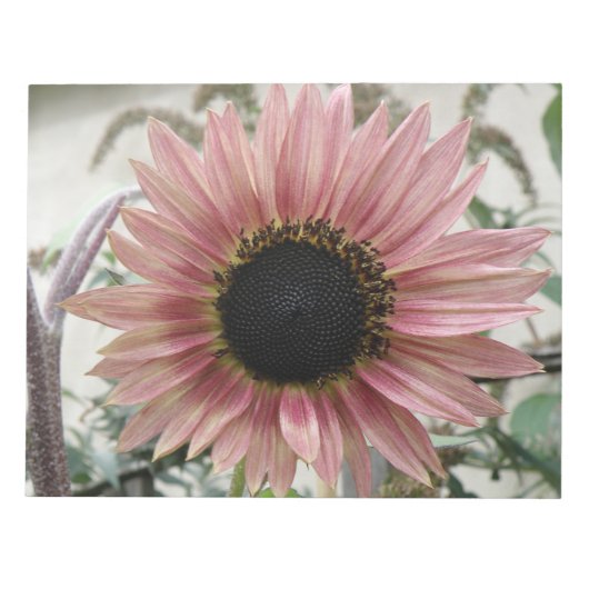 Pellrosa Sonnenblume Notizblock (Vorderseite)