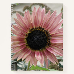 Pellrosa Sonnenblume Notizblock