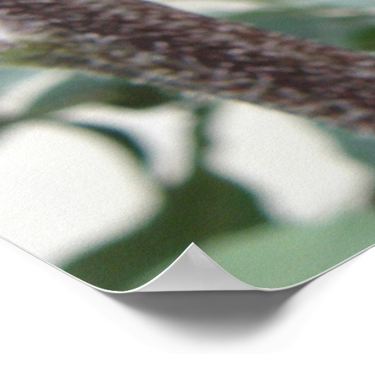 Pellrosa Sonnenblume Poster (Ecke)