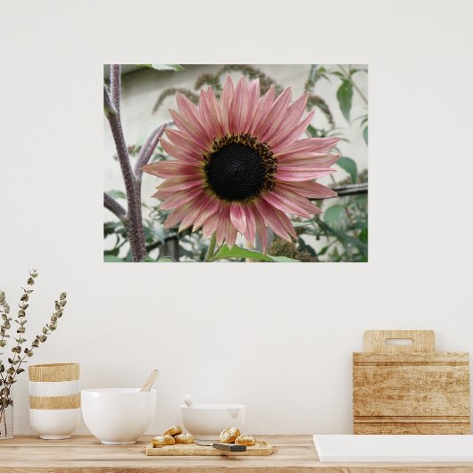 Pellrosa Sonnenblume Poster (Küche)