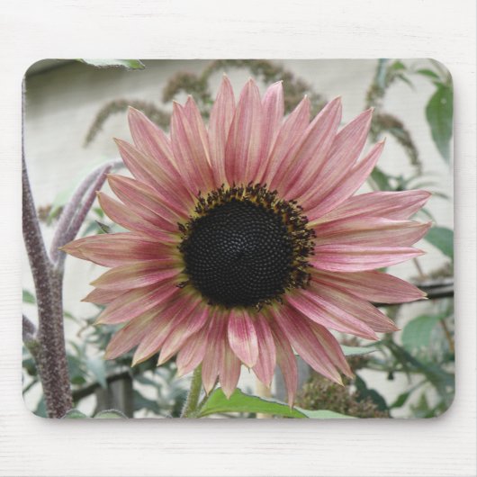 Pellrosa Sonnenblumenmousepad Mousepad (Vorne)