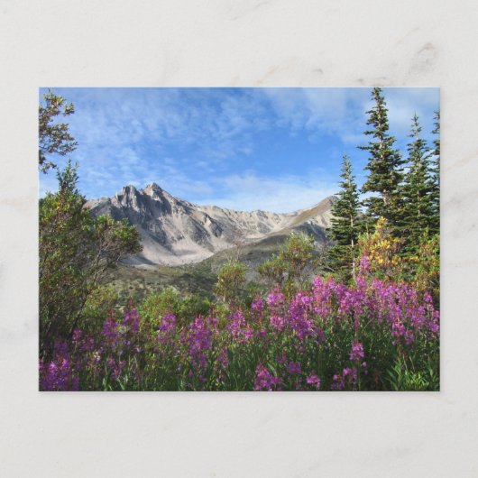 Pelly Mountain Vista Postkarte (Vorderseite)