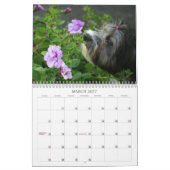 Peluito Havanese . 2011 Kalender (Mär 2027)