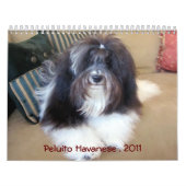 Peluito Havanese . 2011 Kalender (Titelbild)