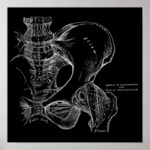 Pelvis Anatomy Science Illustration White on Black
