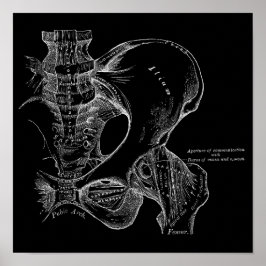Pelvis Anatomy Science Illustration White on Black Poster