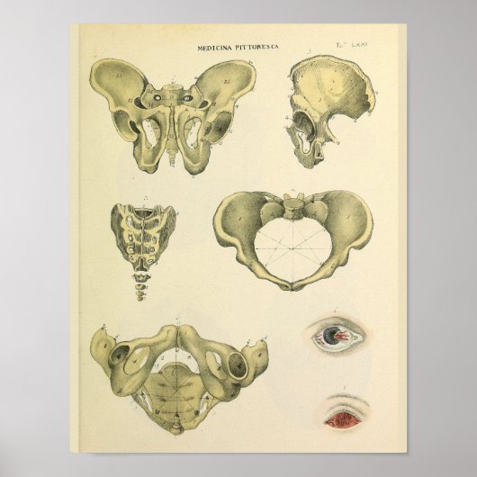 Pelvis Beckenknochen Vintage Anatomie Art Print Poster (Vorne)