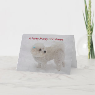 "Pelzartigen frohen Weihnachten" Bichon Karte
