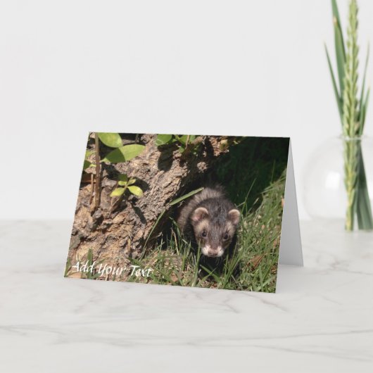 Pelze Babys. Sable Ferrets Feiertagskarte (Vorderseite)