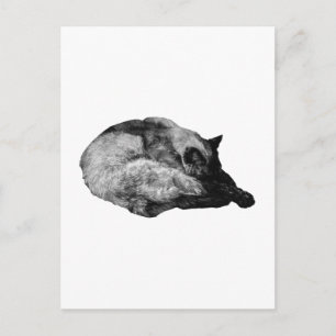 Pelzspur ruhig postkarte