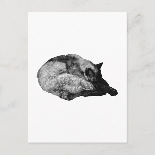 Pelzspur ruhig postkarte (Vorderseite)