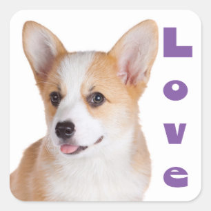 Pembroke Corgi Liebe Welpen Hund Liebhaber Hallo Quadratischer Aufkleber