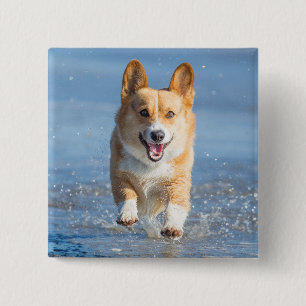 Pembroke-Walisercorgi-Hund, der auf den Strand Button