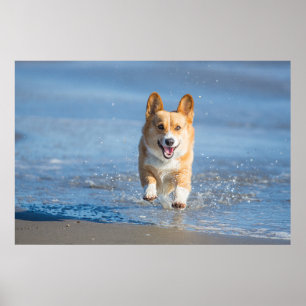 Pembroke-Walisercorgi-Hund, der auf den Strand Poster