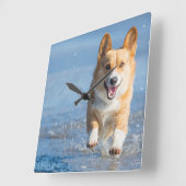 Pembroke-Walisercorgi-Hund, der auf den Strand Quadratische Wanduhr (Winkel)