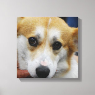 Pembroke-Walisercorgi-Leinwand-Druck Leinwanddruck