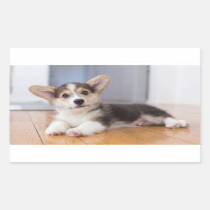 Pembroke-Walisercorgi-Welpe Rechteckiger Aufkleber