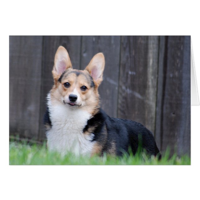 Pembroke Welsh Corgi Card (Vorderseite (Horizontal))