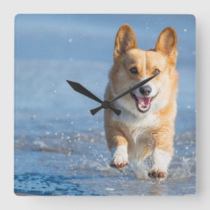 Pembroke Welsh Corgi Dog Running On The Beach Quadratische Wanduhr