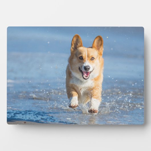Pembroke Welsh Corgi Hund läuft am Strand Fotoplatte (Vorderseite)