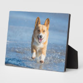 Pembroke Welsh Corgi Hund läuft am Strand Fotoplatte (Seite)