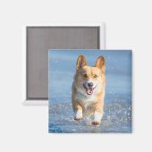 Pembroke Welsh Corgi Hund läuft am Strand Magnet (Vorderseite/Rückseite)