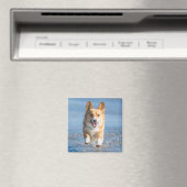 Pembroke Welsh Corgi Hund läuft am Strand Magnet (In Situ (Geschirrspüler))