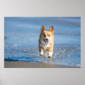 Pembroke Welsh Corgi Hund läuft am Strand Poster (Vorne)