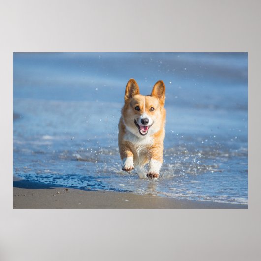 Pembroke Welsh Corgi Hund läuft am Strand Poster (Vorne)