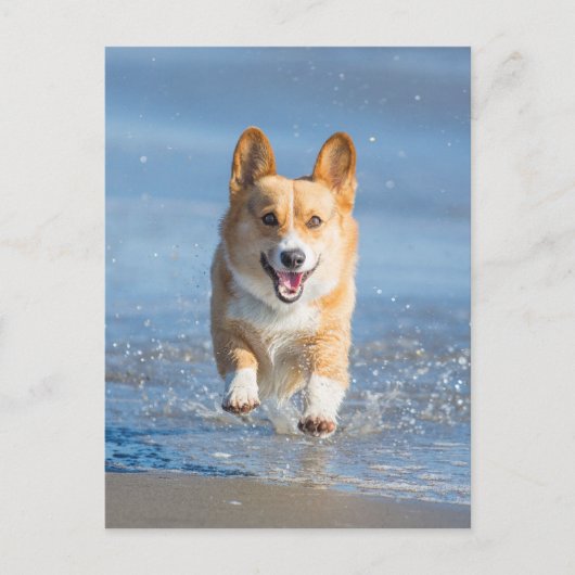 Pembroke Welsh Corgi Hund läuft am Strand Postkarte (Vorderseite)
