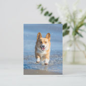 Pembroke Welsh Corgi Hund läuft am Strand Postkarte (Stehend Vorderseite)