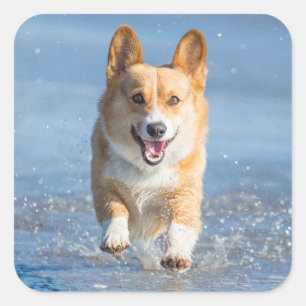 Pembroke Welsh Corgi Hund läuft am Strand Quadratischer Aufkleber