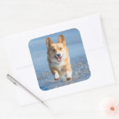Pembroke Welsh Corgi Hund läuft am Strand Quadratischer Aufkleber (Umschlag)