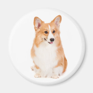 Pembroke Welsh Corgi Magnet #2