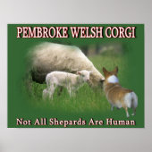 PEMBROKE WELSH CORGI POSTER (Vorne)