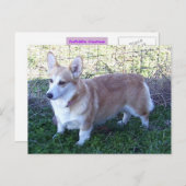 Pembroke Welsh Corgi Postkarte (Vorne/Hinten)
