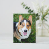 Pembroke Welsh Corgi Postkarte (Stehend Vorderseite)