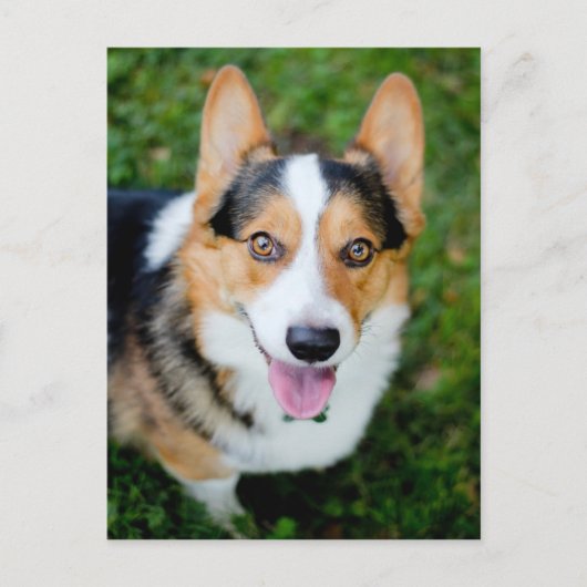 Pembroke Welsh Corgi Postkarte (Vorderseite)