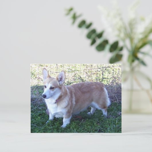 Pembroke Welsh Corgi Postkarte (Stehend Vorderseite)