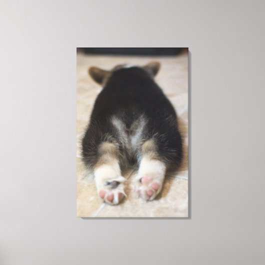 Pembroke Welsh Corgi Puppy 2 Leinwanddruck (Vorderseite)