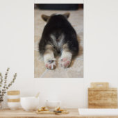 Pembroke Welsh Corgi Puppy 2 Poster (Küche)