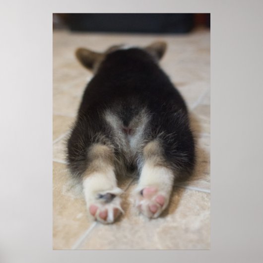 Pembroke Welsh Corgi Puppy 2 Poster (Vorne)