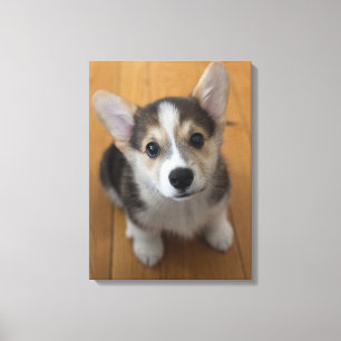 Pembroke Welsh Corgi Puppy 3 Leinwanddruck