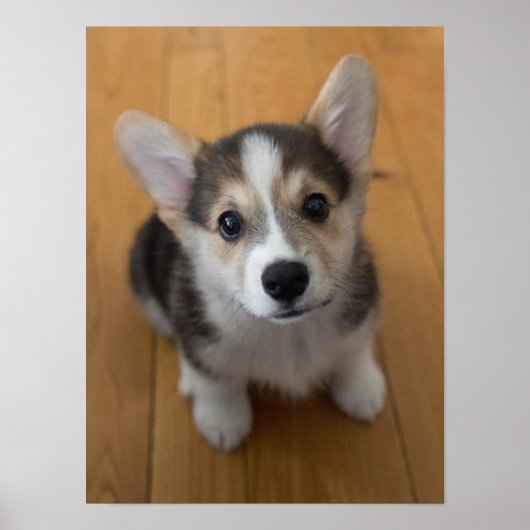 Pembroke Welsh Corgi Puppy 3 Poster (Vorne)