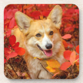 Pembroke Welsh Corgi Puppy Dog in Red Blätter Getränkeuntersetzer (Vorderseite)