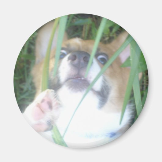 Pembroke Welsh Corgi Puppy Magnet (Vorne)