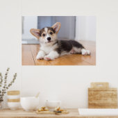 Pembroke Welsh Corgi Puppy Poster (Küche)