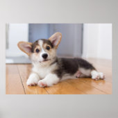 Pembroke Welsh Corgi Puppy Poster (Vorne)