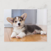 Pembroke Welsh Corgi Puppy Postkarte (Vorderseite)